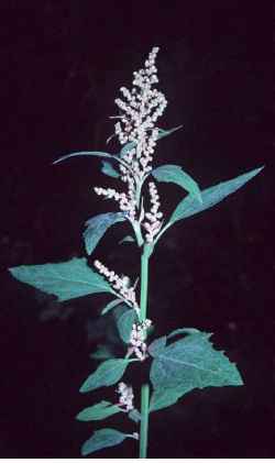 Lambsquarters, Goosefoot, Wild Spinach(Chenopodium album)