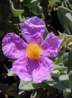 White-leaved Rockrose(Cistus albidus)