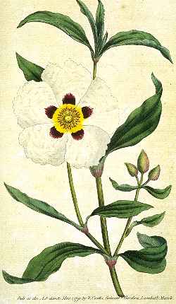 Crimson Spot Rock Rose, Gum Cistus, Laudanum(Cistus ladanifer)