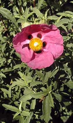 Orchid Rockrose, Rockrose(Cistus Χ purpureus)