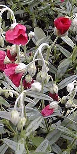 Sunrose(Helianthemum nummularium)