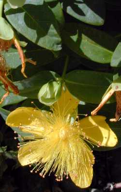 Aaron's Beard, Creeping St. John’s Wort(Hypericum calycinum)