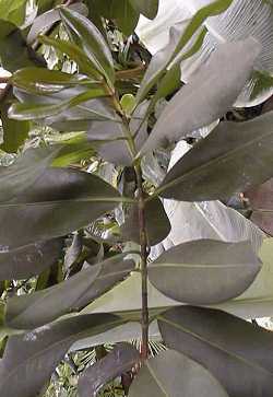 Mamey(Mammea americana)