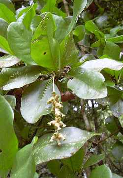 Black Olive(Bucida buceras)