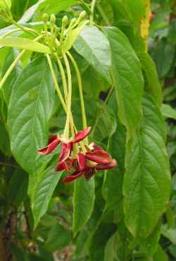 Akar Dani, Drunken Sailor, Rangoon Creeper(Quisqualis indica)