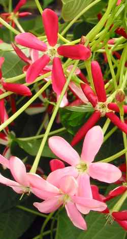 Akar Dani, Drunken Sailor, Rangoon Creeper(Quisqualis indica)