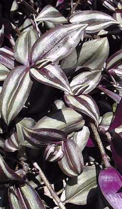 Wandering Jew(Tradescantia zebrina)