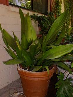 Cast Iron Plant(Aspidistra elatior)