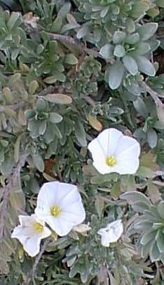 Bush Morning Glory(Convolvulus cneorum)