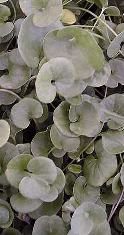 Dichondra, Kidney Weed(Dichondra micrantha)