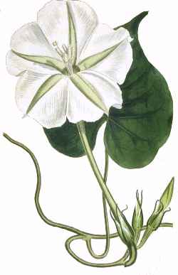 Moon Flower(Ipomoea alba)