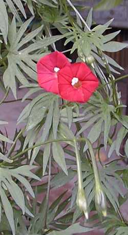 Cypress Vine, Cardinal Climber(Ipomoea quamoclit)