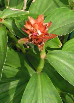 Orange Tulip Ginger(Costus curvibracteatus)