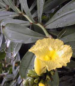 (Dimerocostus strobilaceus)