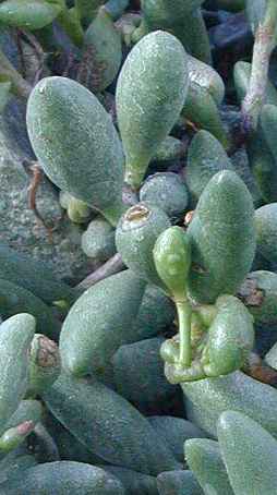 (Adromischus marianae var. immaculatus )