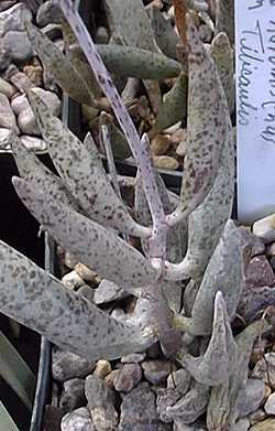 (Adromischus filicaulis)