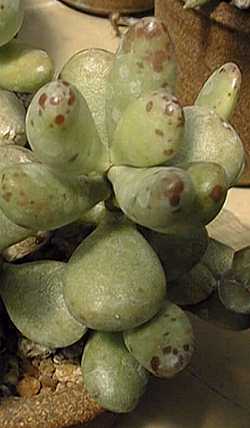 (Adromischus fragilis)