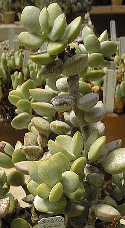 (Adromischus hemisphaericus)