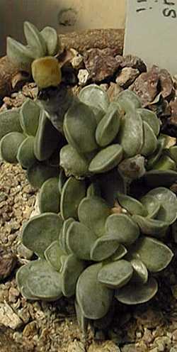 (Adromischus kitchingii)