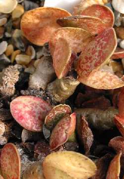 (Adromischus nanus)