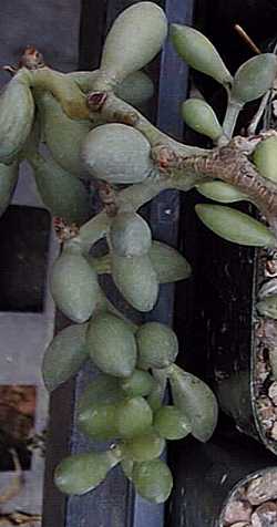 (Adromischus oviforme)