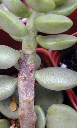 (Adromischus roaneanus)