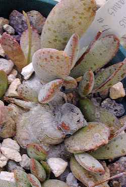 (Adromischus schuldtianus)