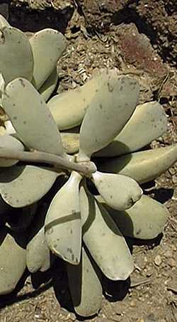 (Adromischus triflorus)