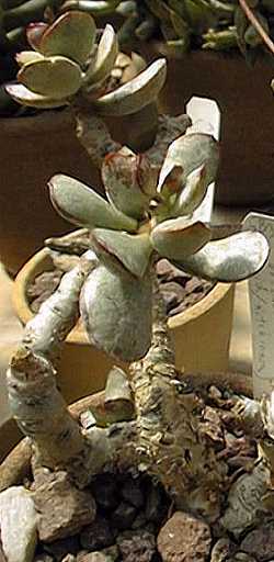 (Adromischus vitewaaliana)