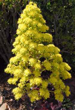 Aeonium 'Zwartkop'(Aeonium manriqueorum cv. 'Zwartkop')