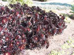 Aeonium 'Zwartkop'(Aeonium manriqueorum cv. 'Zwartkop')