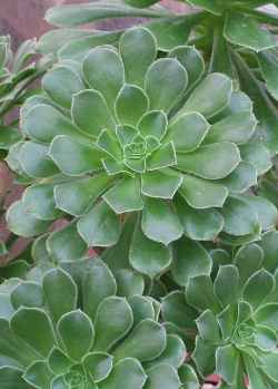 Tree Aeonium(Aeonium arboreum)