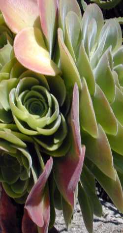 (Aeonium canariense)