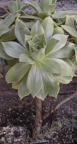 (Aeonium decorum)