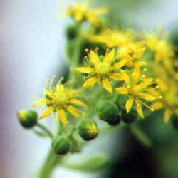 (Aeonium lindleyi)