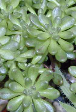 (Aeonium sedifolium)