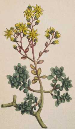 Gouty Houseleek(Aichryson tortuosum)