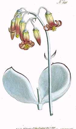 Pig's Ear, Round-Leafed Navel-Wort(Cotyledon orbiculata)