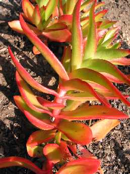 (Crassula erosula 'Campfire')