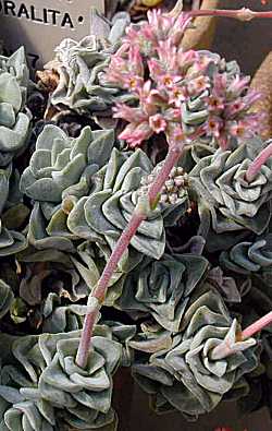 (Crassula 'Coralita')