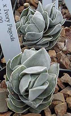 (Crassula 'Ivory Pagoda')