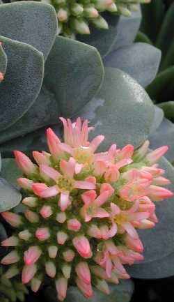 (Crassula 'Morgan's Beauty')