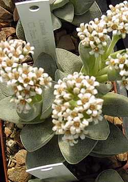 (Crassula 'Morgan's Beauty')