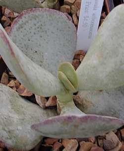 Silver Dollar Plant, Beestebul(Crassula arborescens)