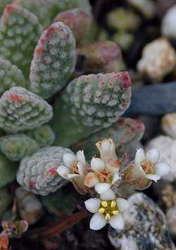 (Crassula ausensis ssp. titanopsis )