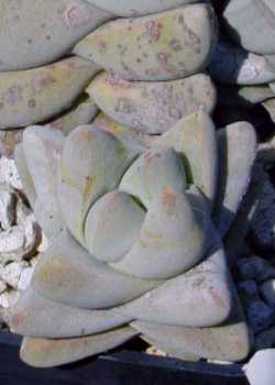 (Crassula cornuta)