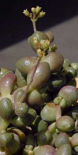 Elegant Crassula(Crassula elegans)