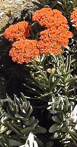 (Crassula falcata)