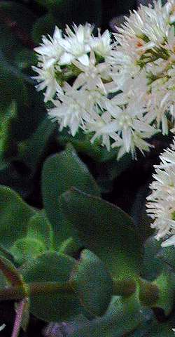 Taylor's Parches, Krysna Crassula(Crassula lactea)