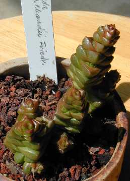 (Crassula Χ marchandii)